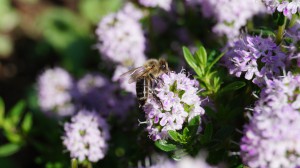 DSC02689.JPG (3.91 MiB) 61499 mal betrachtet wichtigste Mitarbeiterin