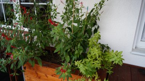 DSC02530.JPG (6.41 MiB) 59464 mal betrachtet Hochbeet in der Totalen