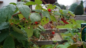 DSC02535.JPG (4.75 MiB) 60239 mal betrachtet Früchte in der Nahaufnahme